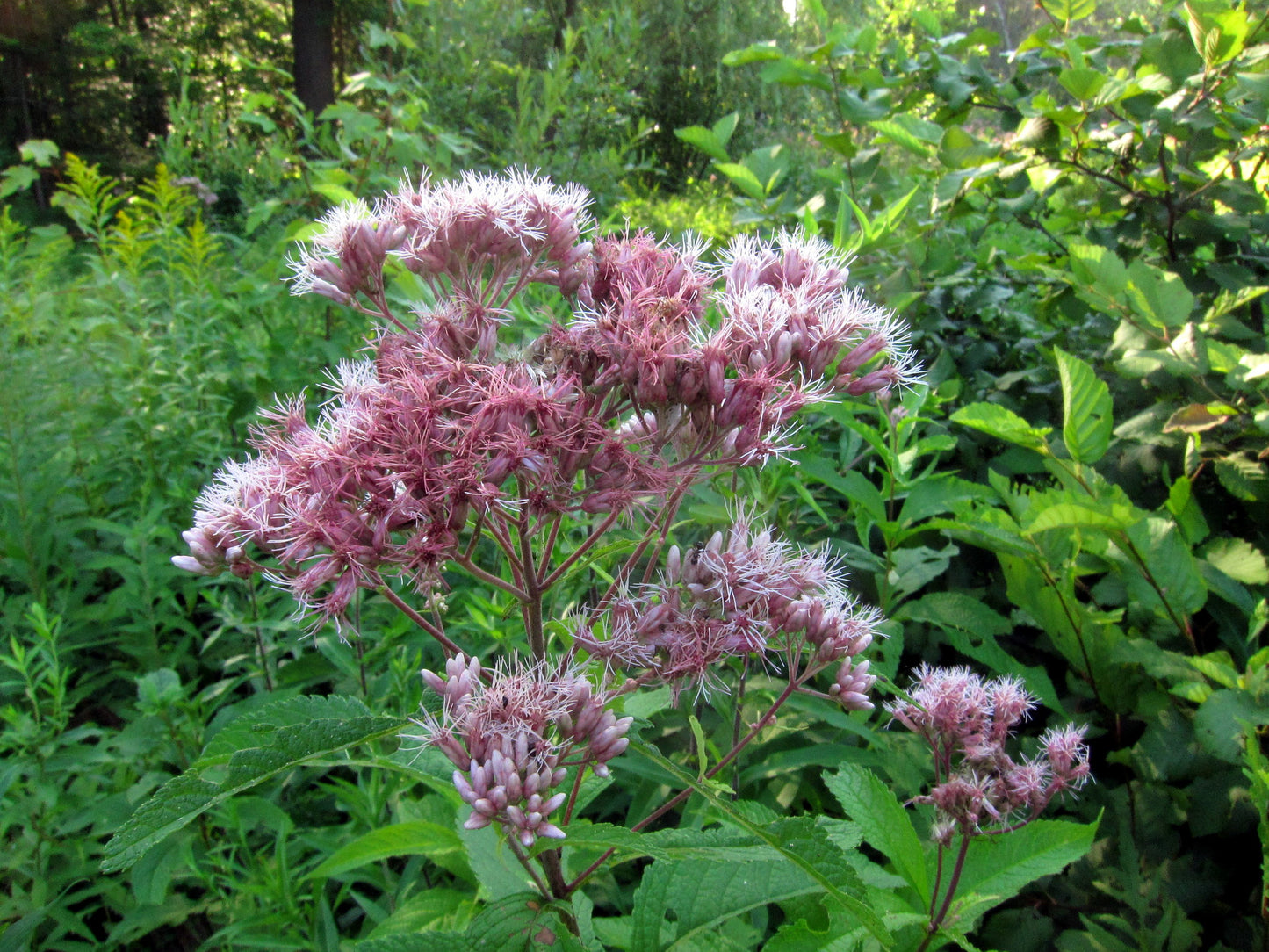 Sweet Joe-Pye Weed