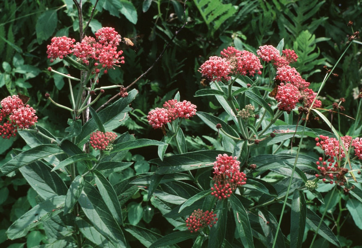 Swamp Milkweed