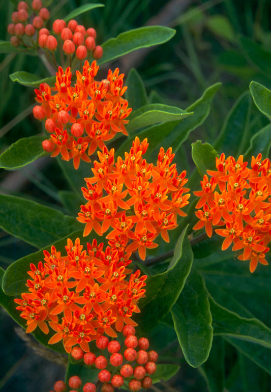 Butterfly Milkweed