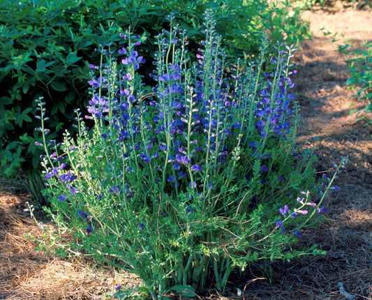 False Blue Indigo
