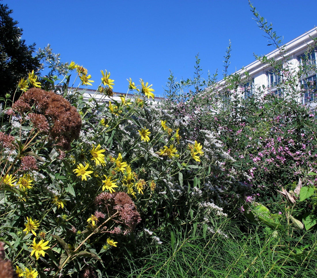 Native pollinator garden in bloom