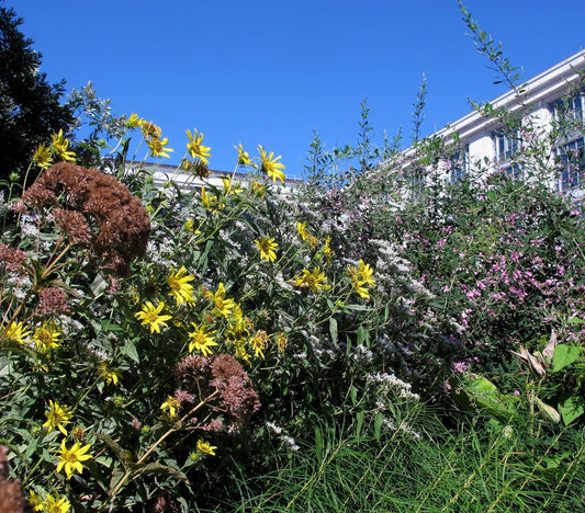 Native pollinator garden in bloom