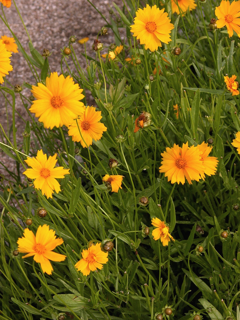 Summer Bloomers