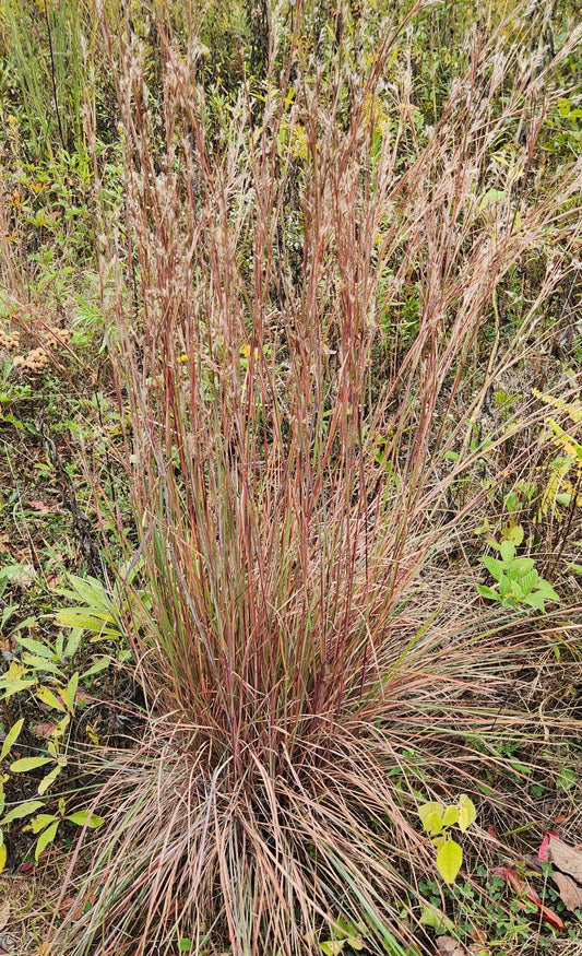 Little Bluestem