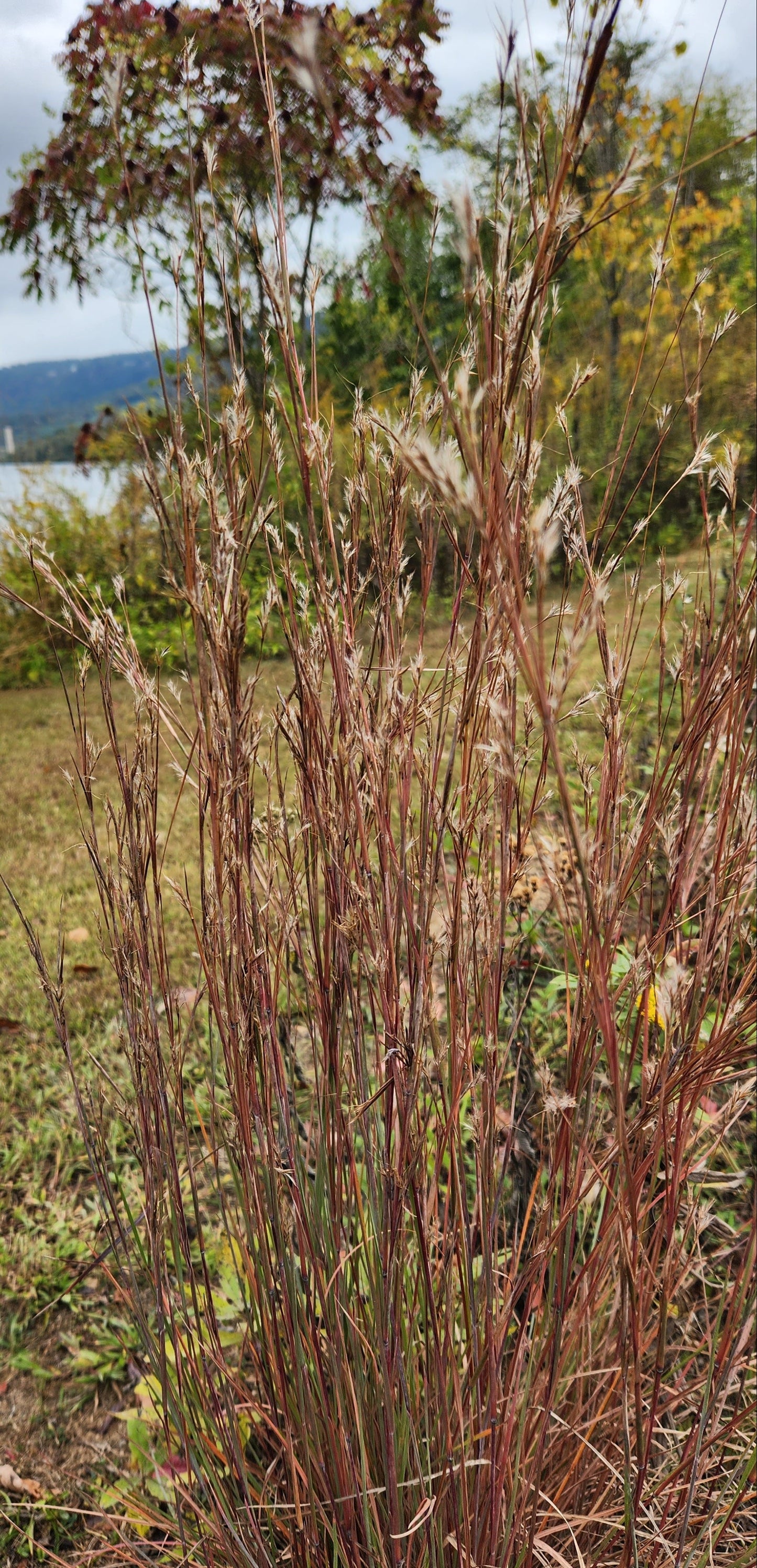 Little Bluestem