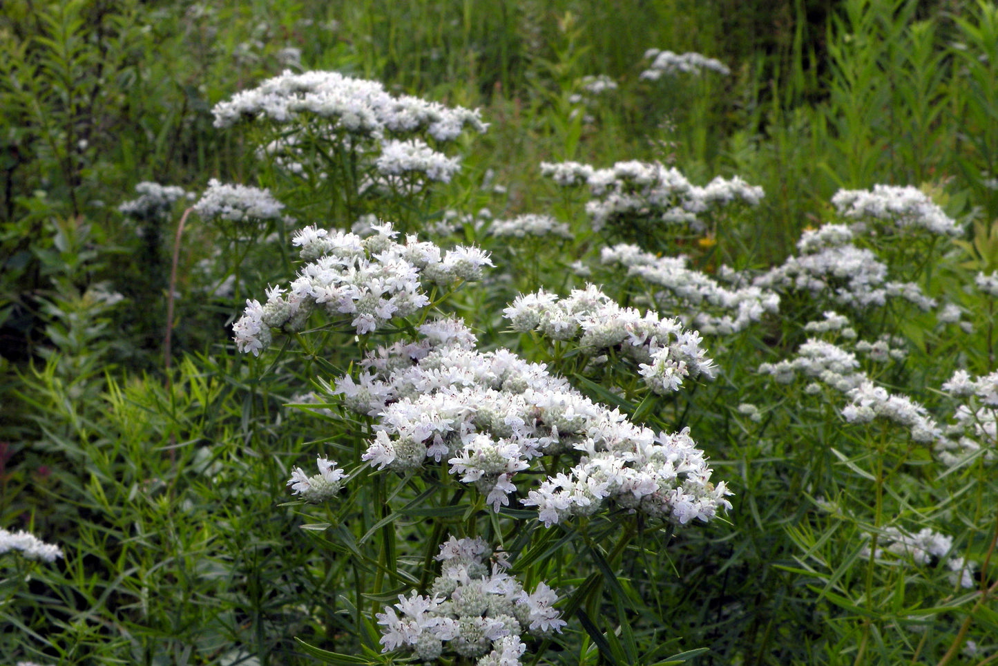 Slender-leaf Mountain Mint