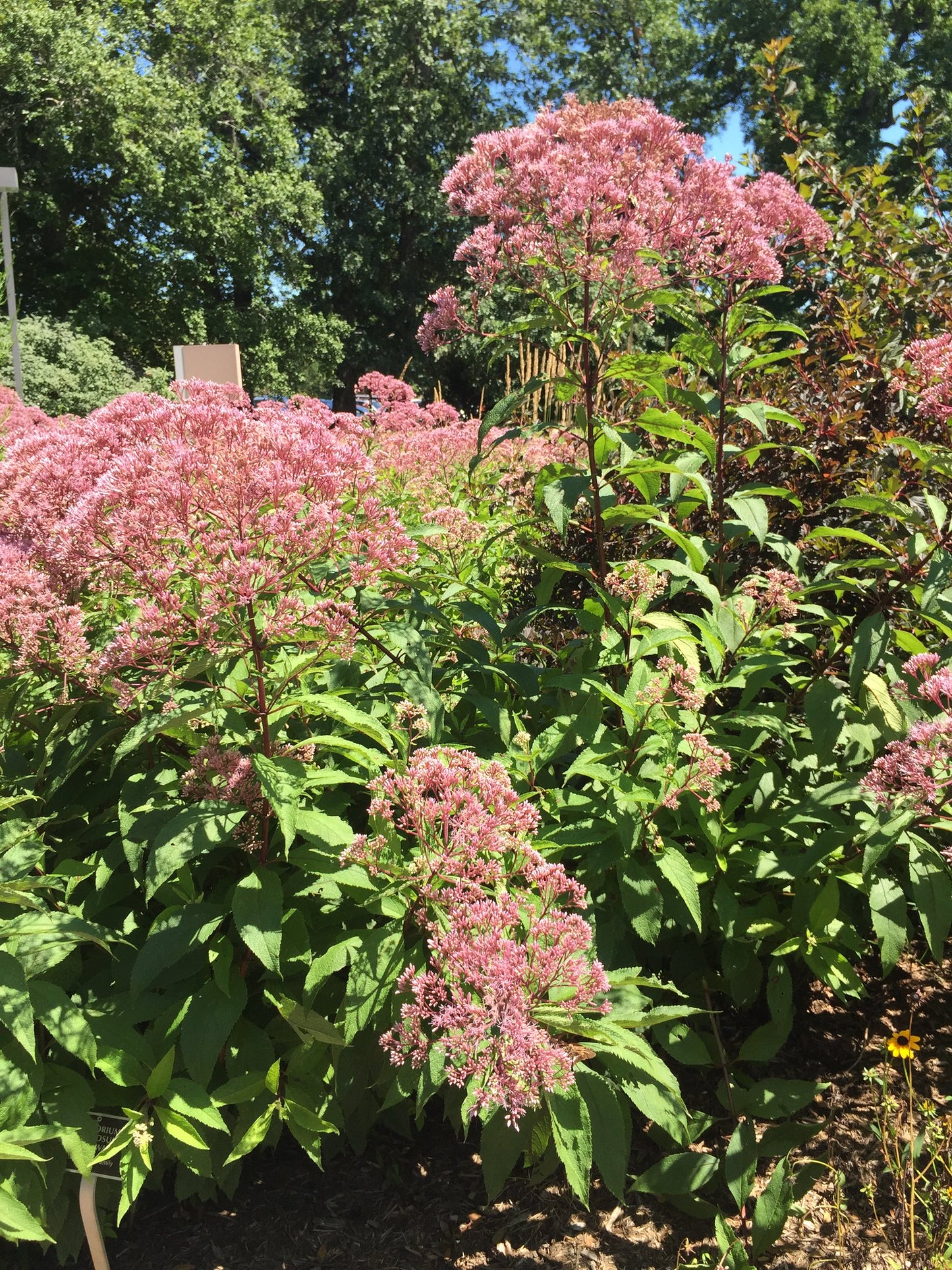 Sweet Joe-Pye Weed