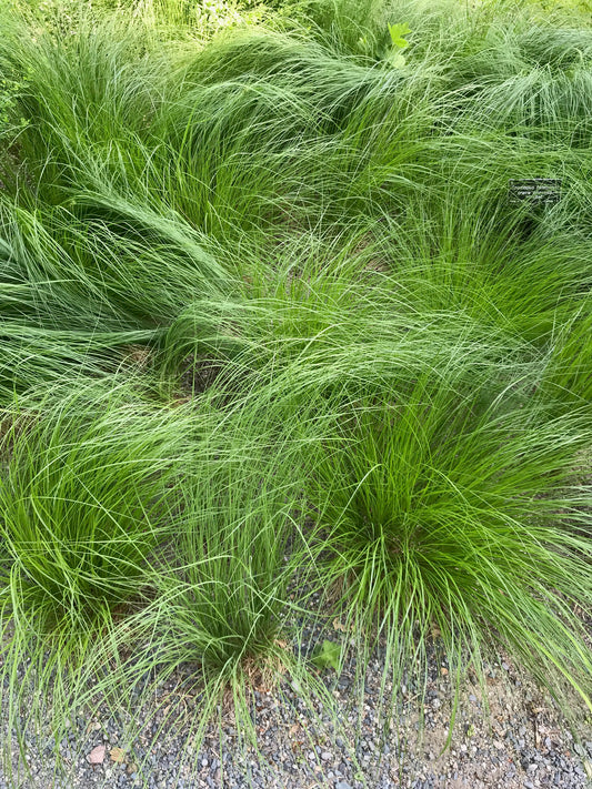 Prairie Dropseed