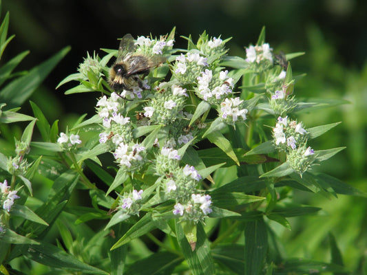 Slender-leaf Mountain Mint