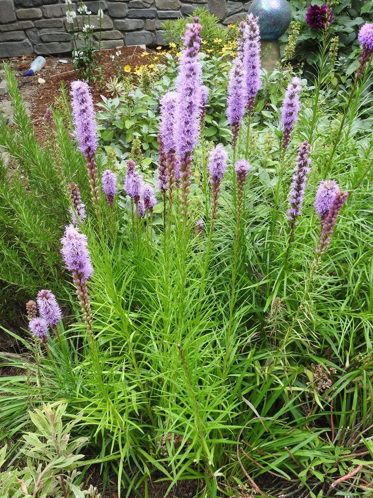 Original Photo, no edits. Photo: "Erect stems with purple flowers" by Kathleen Moore is licensed under CC BY 4.0.