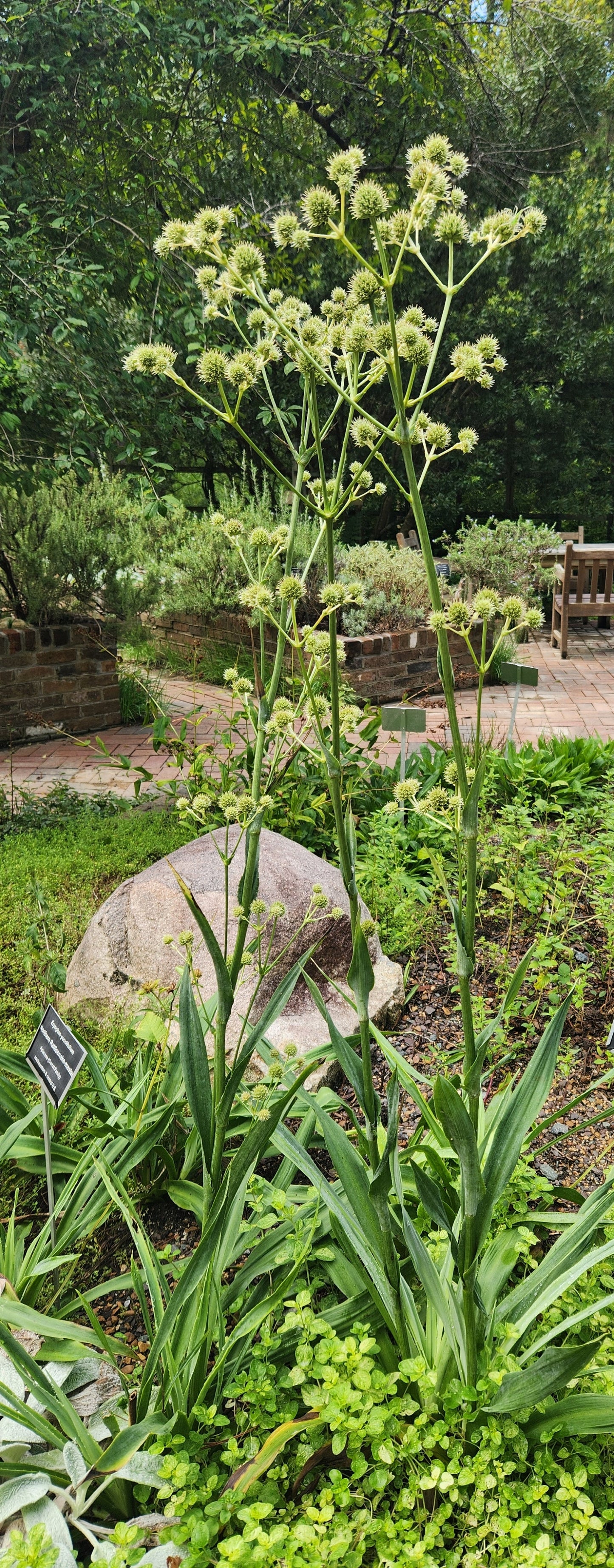 Rattlesnake Master