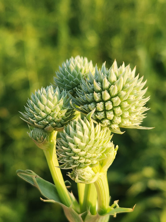 Rattlesnake Master