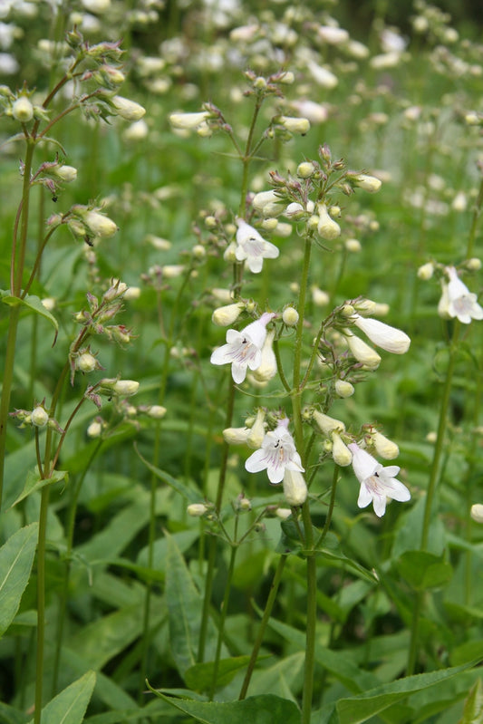 Foxglove Beardtongue