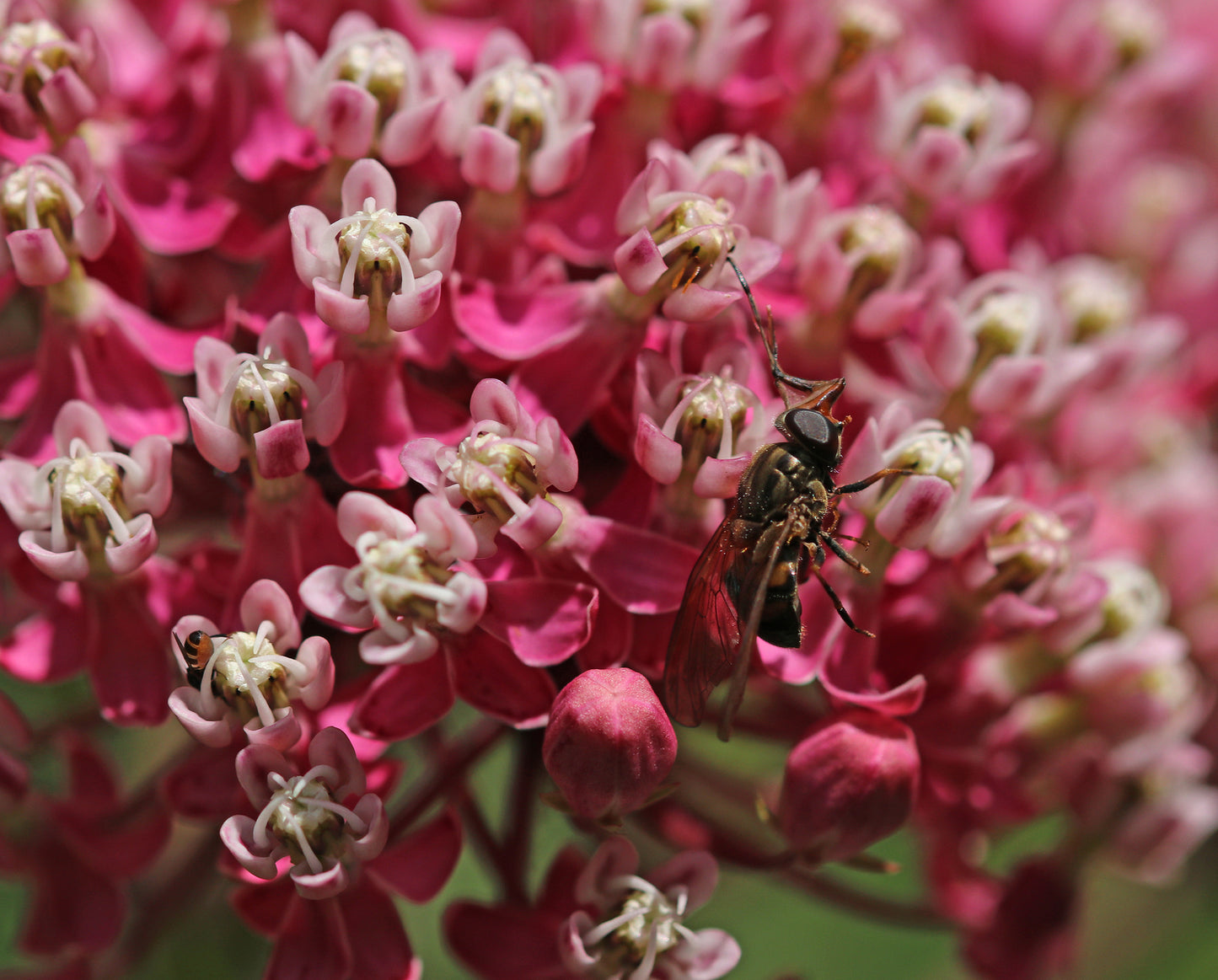Swamp Milkweed