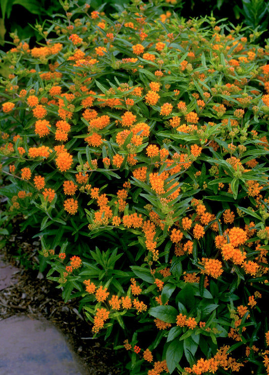 Butterfly Milkweed