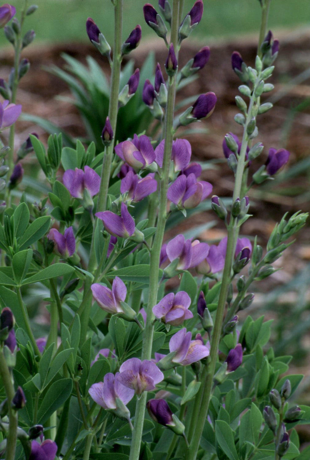 False Blue Indigo