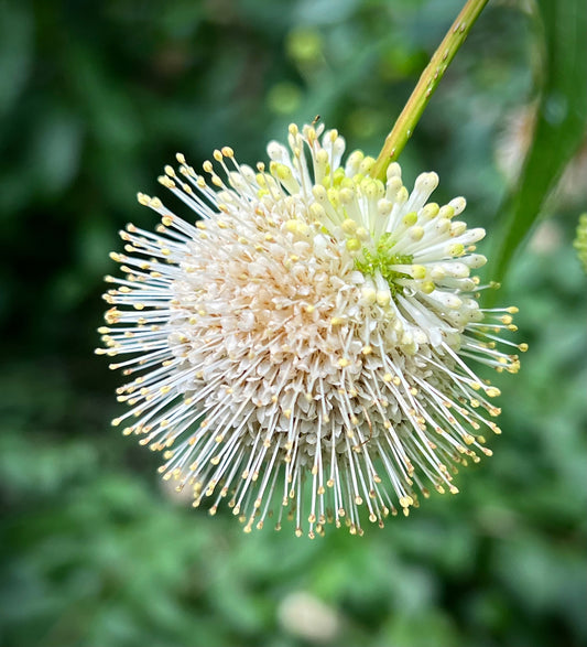 Button Bush