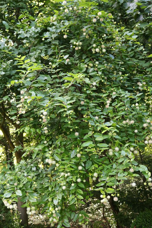 Button Bush