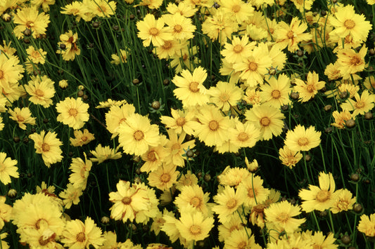 Lanceleaf Coreopsis