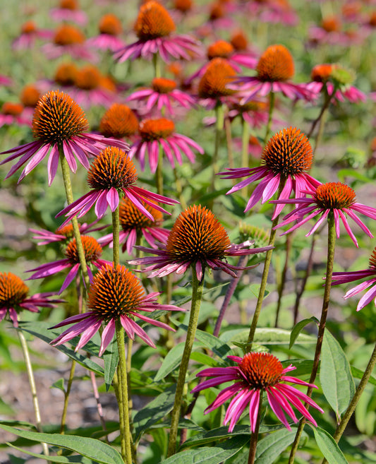 Purple Coneflower