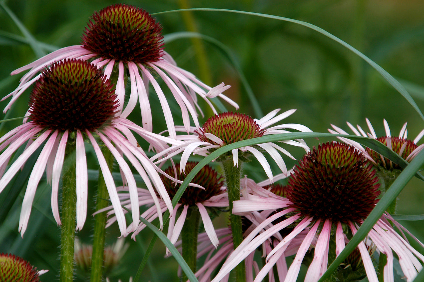 Pale Coneflower