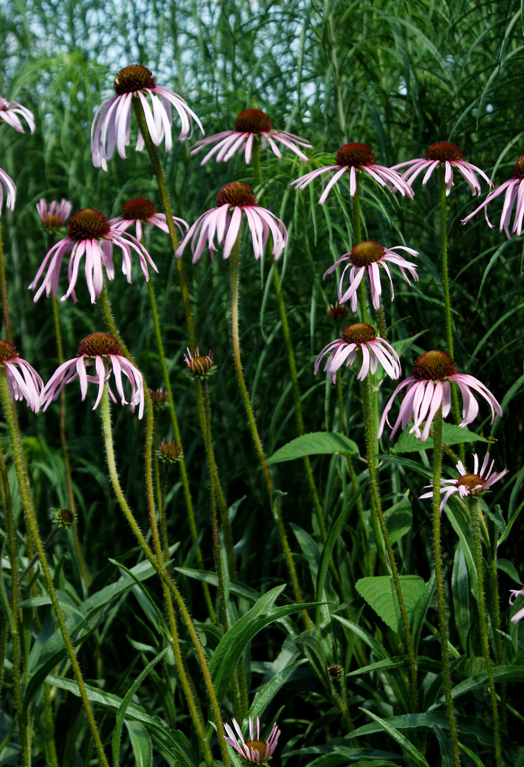 Pale Coneflower