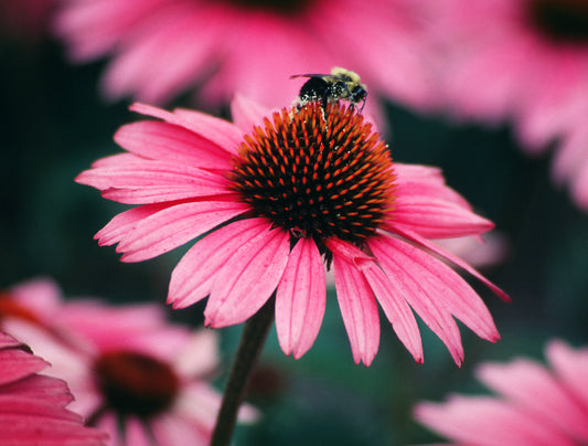 Purple Coneflower
