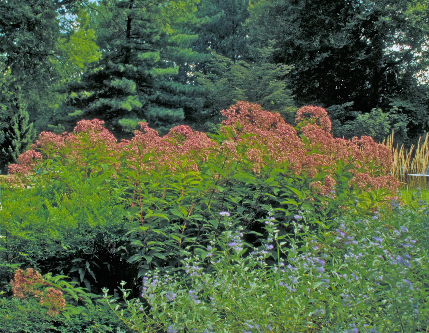 Sweet Joe-Pye Weed