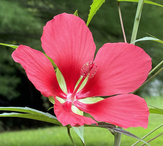 Scarlet Rose Mallow