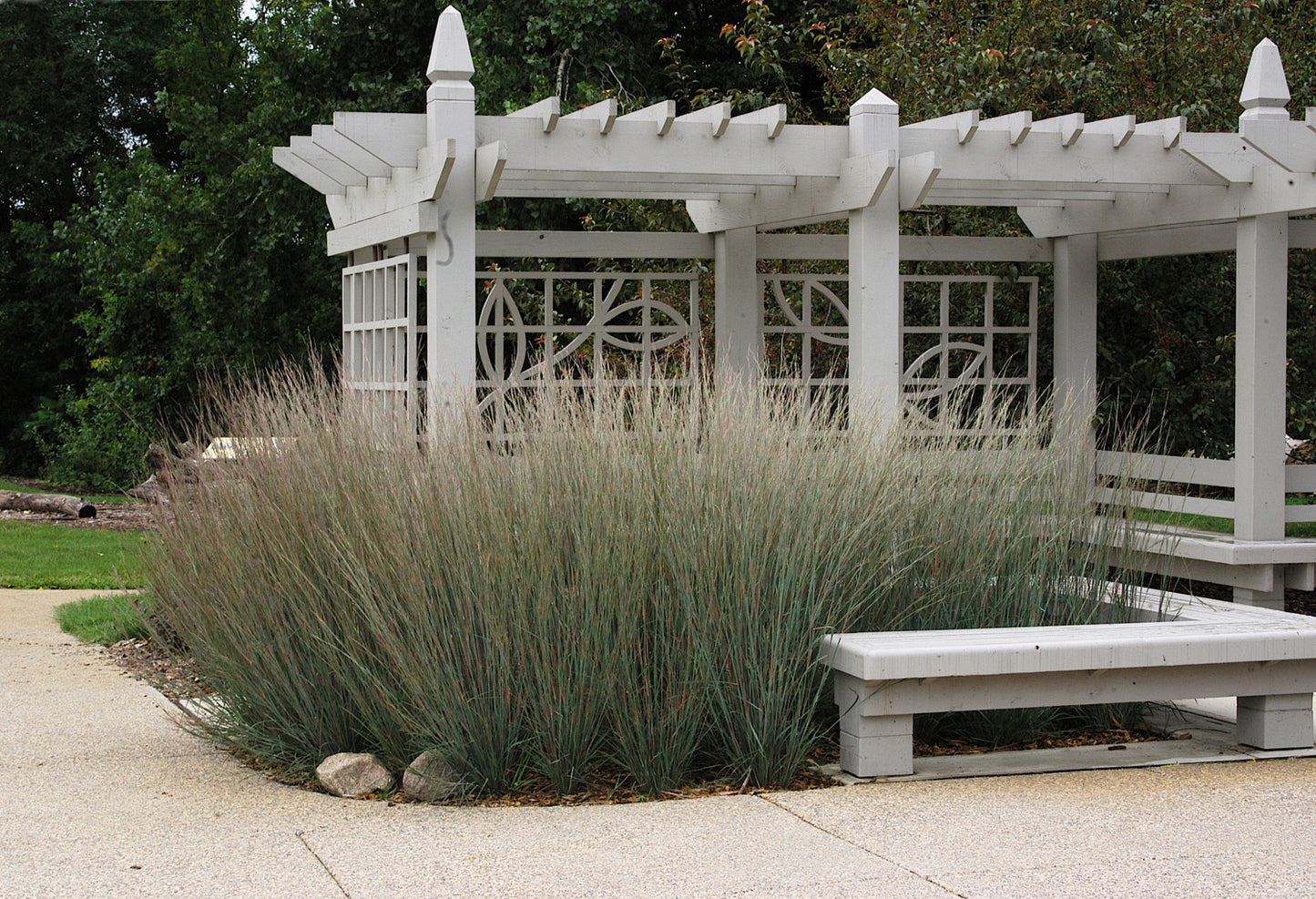 Little Bluestem