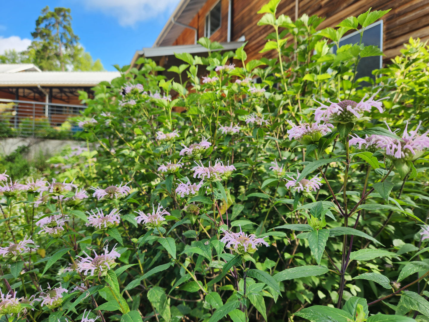 Beebalm