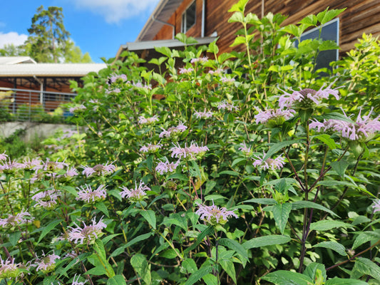 Bee Balm