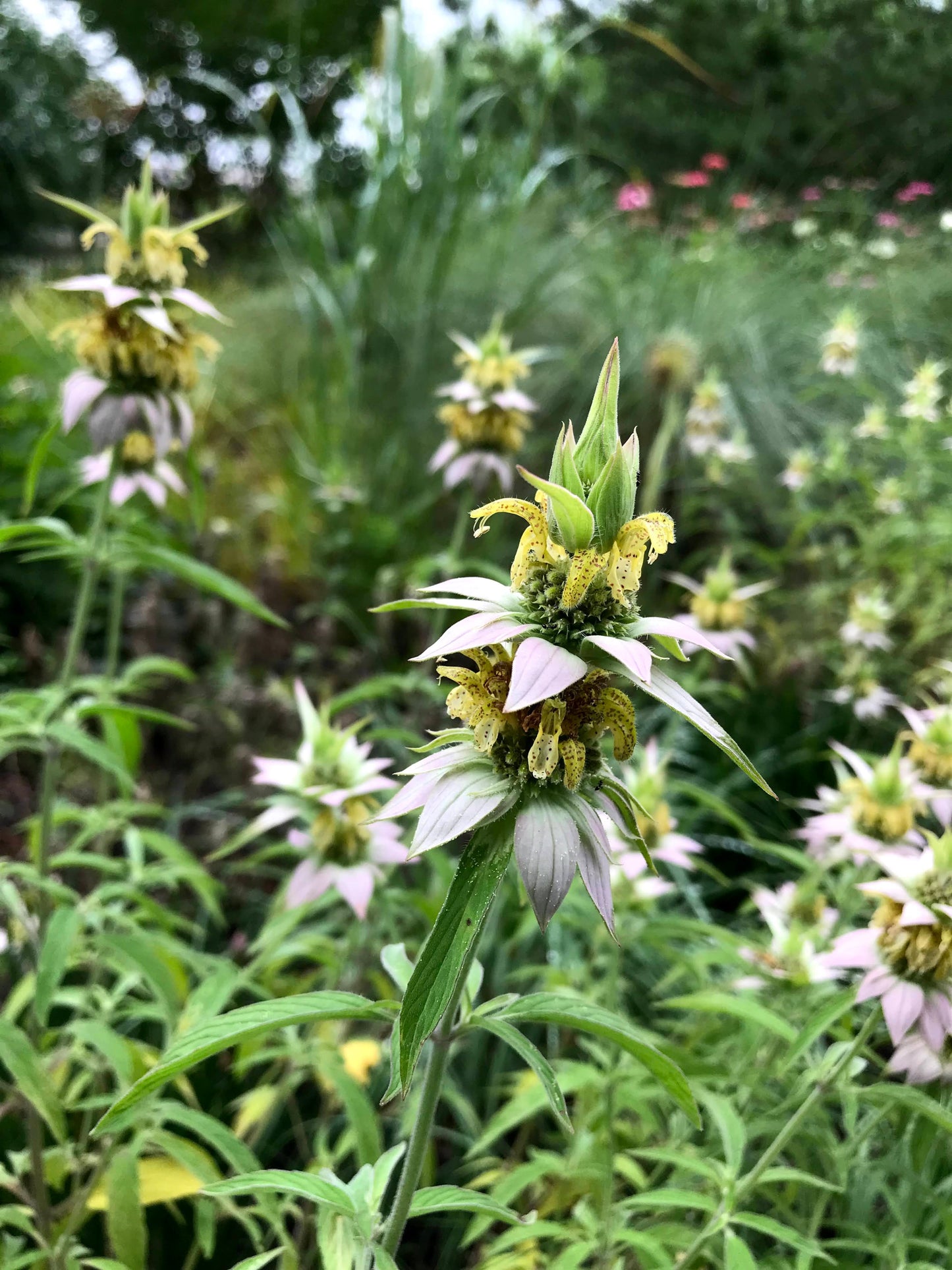 Spotted Bee Balm