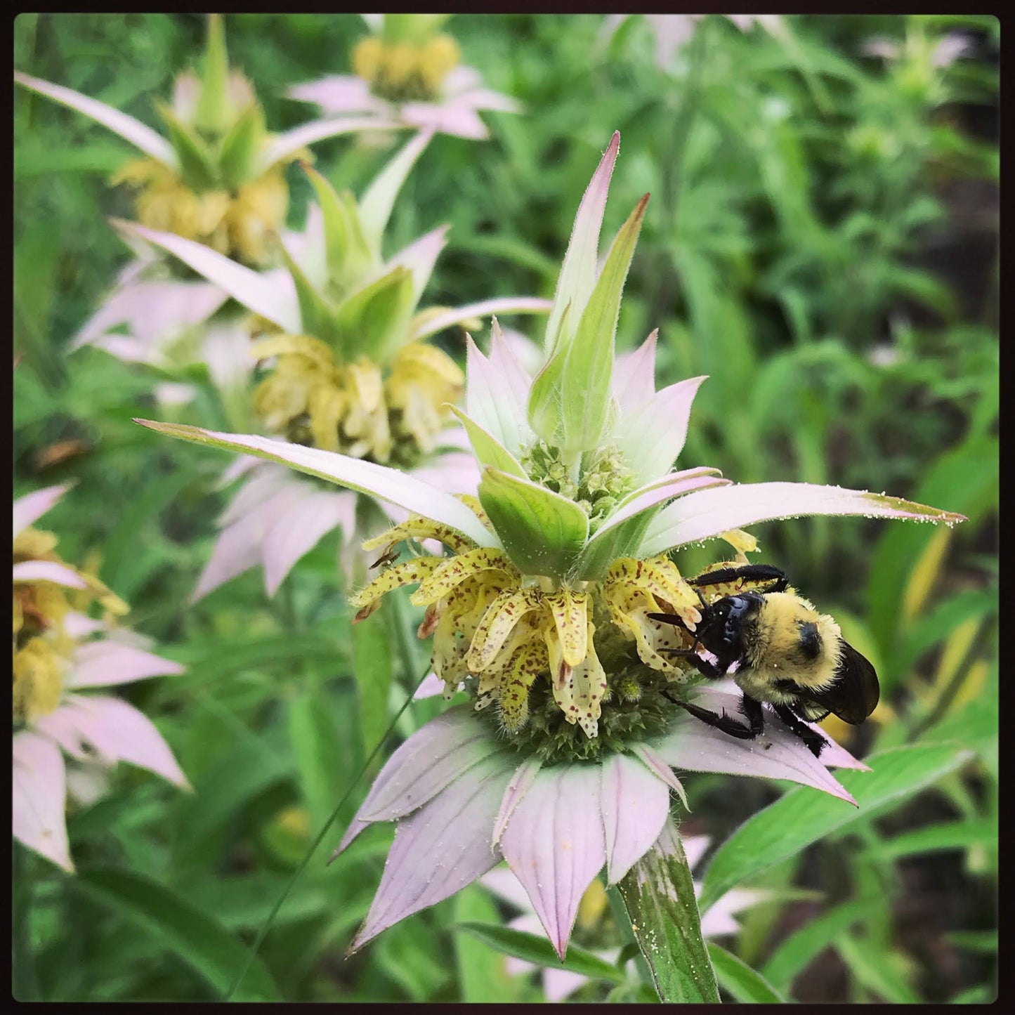 Spotted Bee Balm