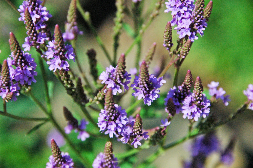 Blue Vervain
