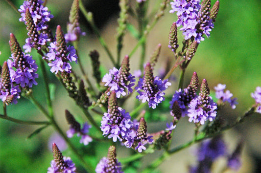 Blue Vervain