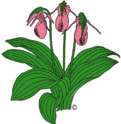 The North Carolina Native Plant Society